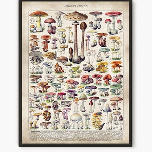 Mushroom art, Kitchen print, Fungi art, Larousse Antique Print, Home kitchen decor, Food poster, Botanical art, Vintage wall art, L21