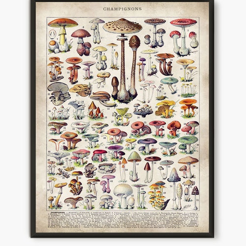 Art des champignons, Impression de cuisine, Art des champignons, Larousse Antique Print, Décoration de cuisine à domicile, Affiche alimentaire, Art botanique, Art mural vintage, L21