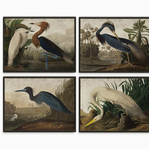 Vintage birds set of 4 book plates prints, Heron antique illustrations large art prints, Audubon Birds illustrations natural history