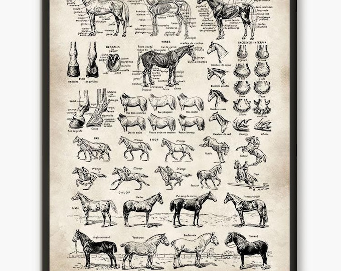 Adolphe Millot illustration,Horse print, Larousse book, horse lover gift,farm animal prints,  horse wall art,horse breeds,farm art L29