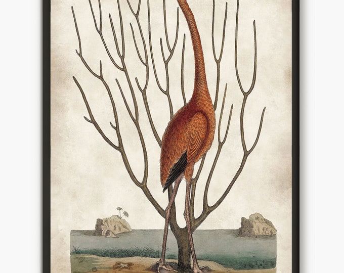 Pink flamingo Bird Print antique illustration, bird decor wall art, Tropical Bird glicee Beach House Decor