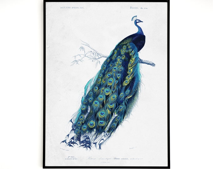 Peacock Illustration Vintage Peacock Print 1846, Victorian Art Bird Illustration poster