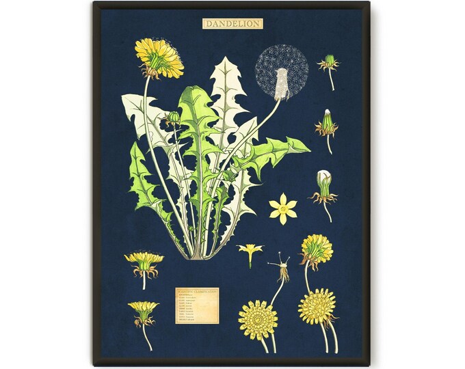 Dandelion wall art, Herbal decor Botanical Prints Taraxacum Officinale - Herbs print Nature inspired  Art, Cottagecore prints Retro Vibes