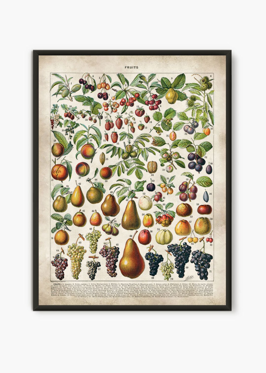 Fruit Tree Art, Larousse Fruit Print, Fruit Illustration, Kitchen