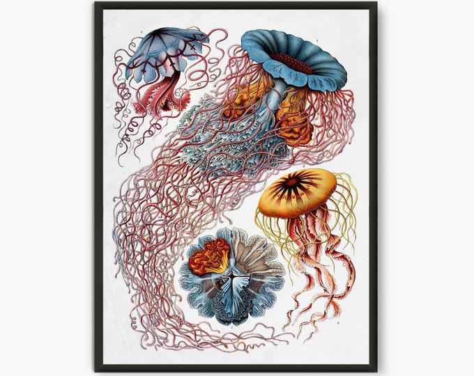 Vintage Ernst Haeckel Jellyfish Print - Antique 1904 Ernst Haeckel Nautical Art Decor - Marine life Wall Art