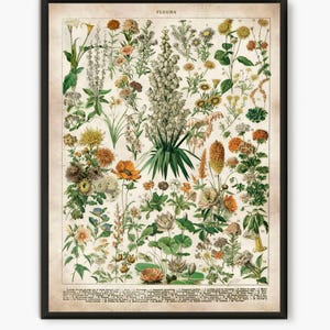 Adolphe Millot illustration,Flowers poster, Larousse flowers wall art, flower art, prints nature, glower poster,old book print  L43