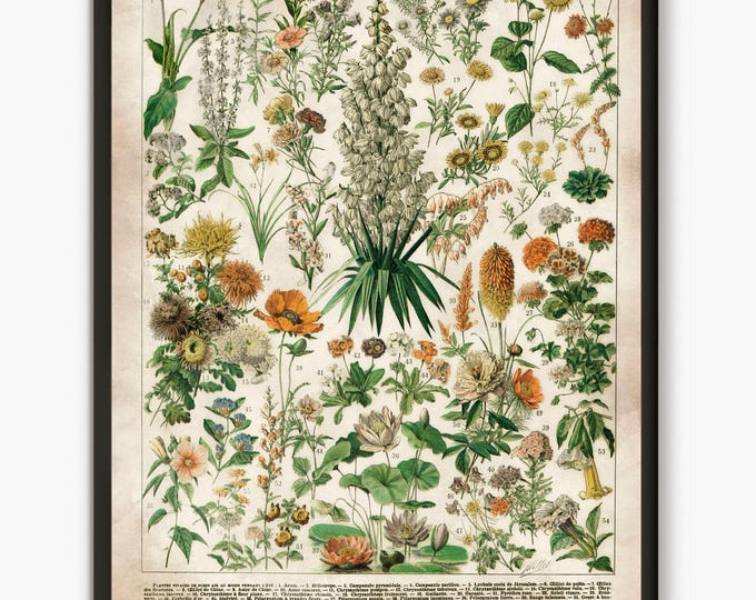 Adolphe Millot illustration,Flowers poster, Larousse flowers wall art, flower art, prints nature, glower poster,old book print  L43
