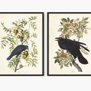 Audubon Black raven set of 2 prints, Audubon Birds of America vintage Raven art, Vintage Black bird art