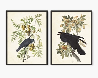 Audubon Black raven set of 2 prints, Audubon Birds of America vintage Raven art, Vintage Black bird art