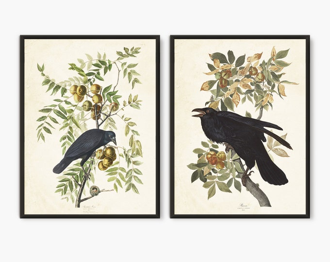 Audubon Black raven set of 2 prints, Audubon Birds of America vintage Raven art, Vintage Black bird art