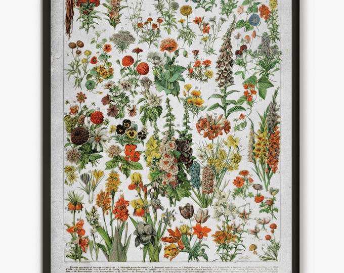 Adolphe Millot illustration,Flowers poster, Larousse flowers wall art, flower art poster, forest decor, nature prints, old book print  L44