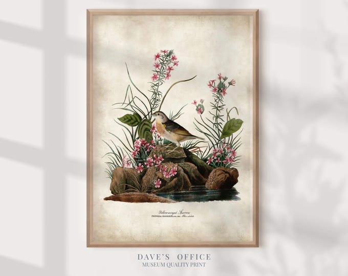 Sparrow Bird Print: Audubon Vintage Illustration (Farmhouse Decor)