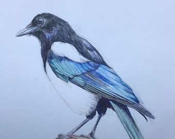 Original pencil drawing of Magpie, original art, unique bird drawing, limited edition artwork