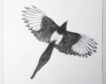 Original pencil drawing of flying magpie