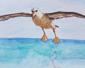 Original drawing of pooing albatross