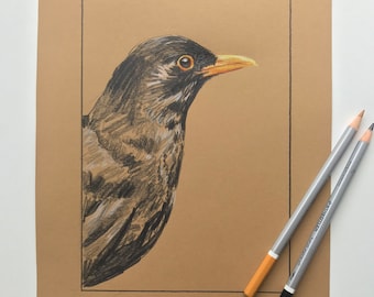 Original drawing ‘Blackbird’ 2022, watercolour pencil on brown 140gsm cartridge paper.