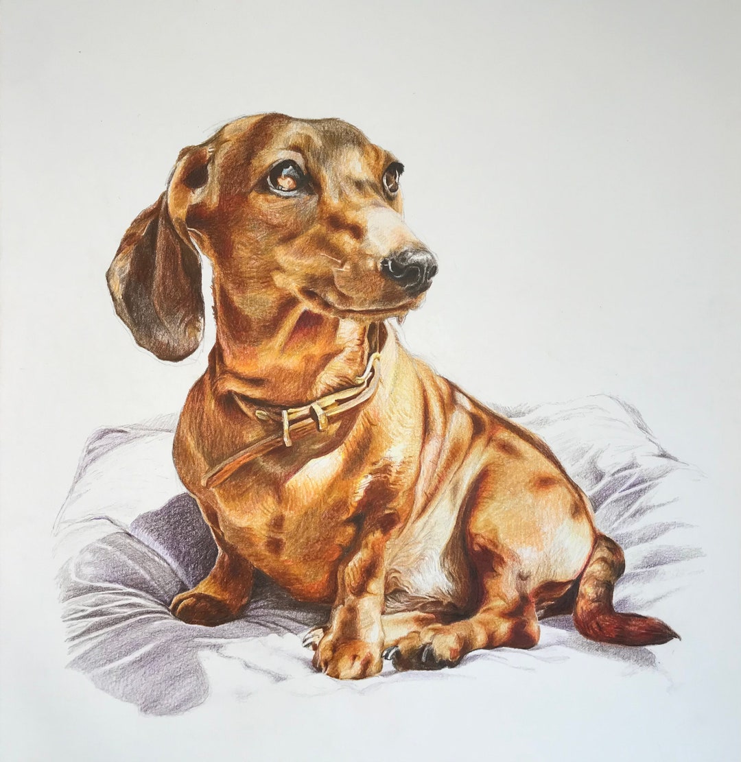 Custom Pet Portrait Hand Drawn Coloured Portrait Pet Pencil Drawing Dog ...
