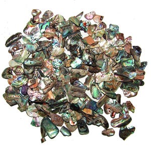May include: A collection of iridescent abalone shell pieces in various shapes and sizes. The shells display a range of colors, including greens, blues, browns, and purples, with a pearlescent sheen. The pieces are scattered against a white background.