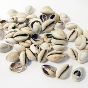 Cowrie Shells, Natural Shells, Mixed 3 oz bag