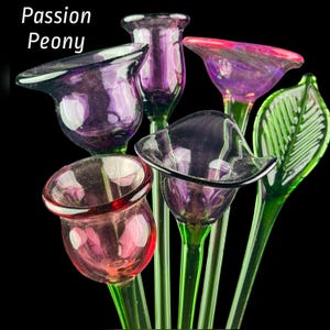 May include: A collection of hand-blown glass flowers with long green stems, featuring translucent purple, pink, and red bell-shaped blossoms and a single green leaf. The text Passion Peony is visible in the upper left corner against a black background.