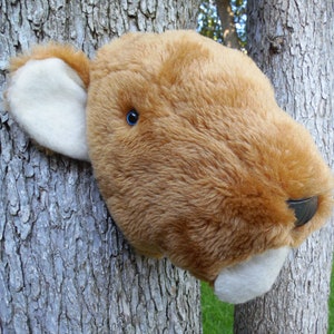 Lion Cub