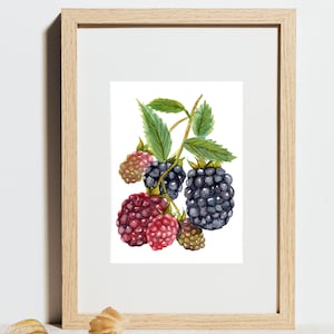 Ripening Wild Blackberries - Print or Original