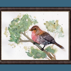 Colorful House Finch Acquerello Pittura - Stampa