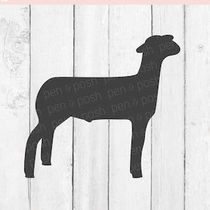 Show Lamb SVG - Show Sheep SVG - Lamb Clipart - Market Lamb - Market Lamb SVG - Lamb Cut File - Silhouette, Cricut - Show Lamb - Lamb Png