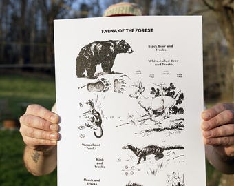 Fauna of the Forest Poster - 11 x 17