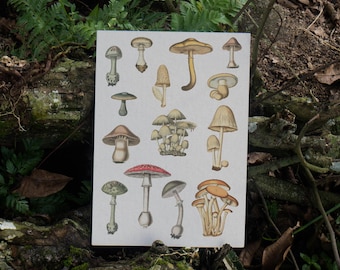 Mushrooms Poster - 11 x 17