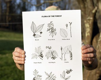 Flora of the Forest Poster - 11 x 17