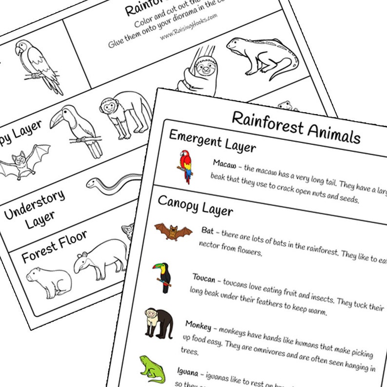Rainforest Diorama & Resources Educational, Jungle, Ecosystem, Project