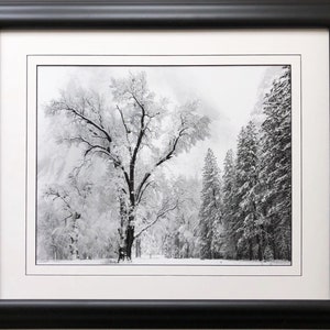 May include: A black and white photograph of a snow-covered forest scene. A large tree stands in the center of the image, with smaller trees surrounding it. The trees are covered in snow, and the ground is also covered in snow.