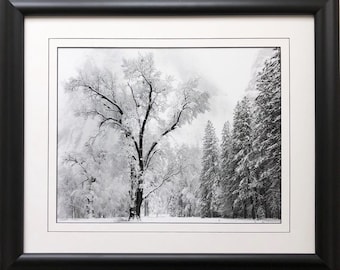 May include: A black and white photograph of a snow-covered woodland scene. A large tree stands in the centre of the image, with smaller trees surrounding it. The trees are covered in snow, and the ground is also covered in snow.