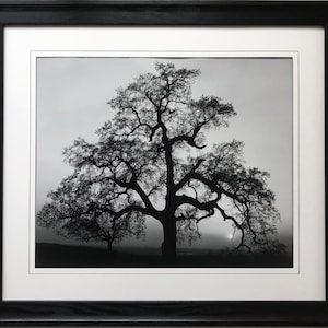 Oak Tree/アンセル アダムス/ポスター OAK TREE, SNOW STORM - ANSEL ADAMS AUTHORIZED EDITION POSTER