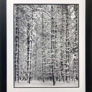 Ansel Adams pine Forest in Snow Custom Framed NEW ART - Etsy