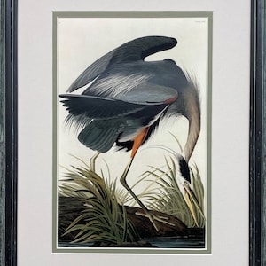 John James Audubon "Blue Heron" Custom Framed Art Print