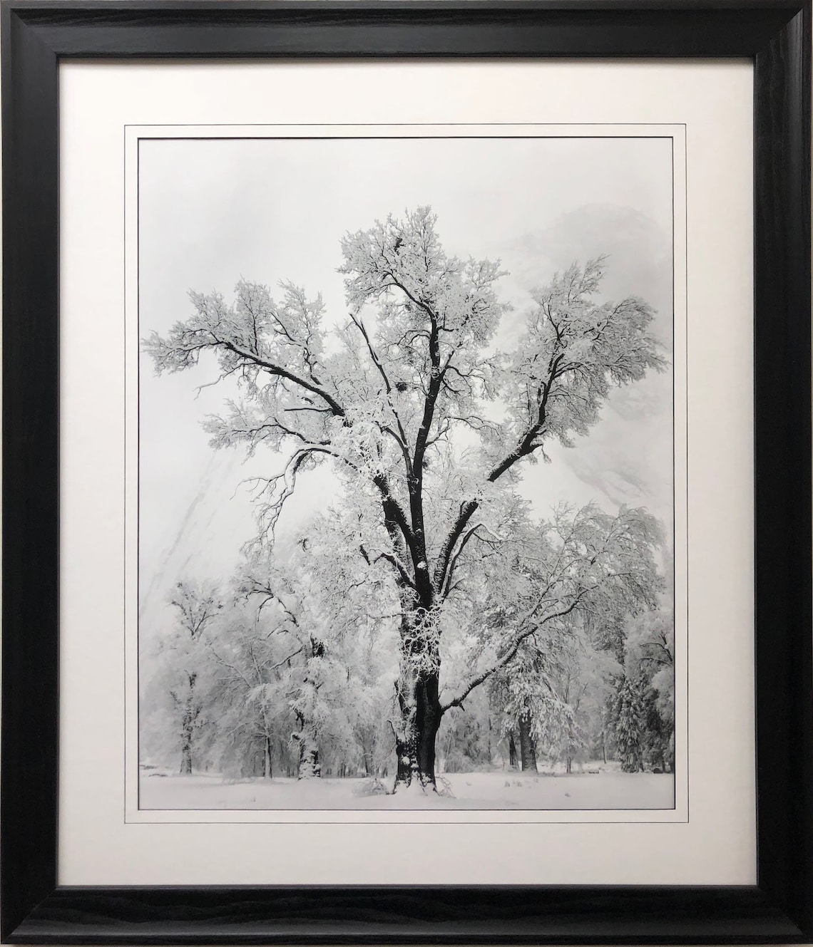 ansel adams tree ansel adams tree