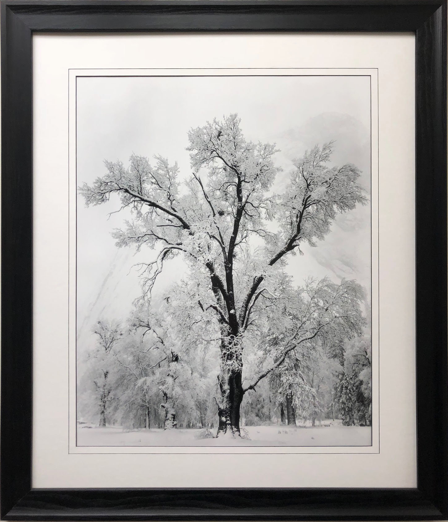 Ansel Adams Oak Tree - Etsy