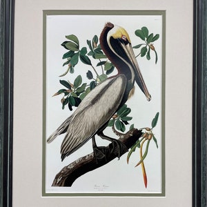 John James Audubon "Pelican" Custom Framed Art Print