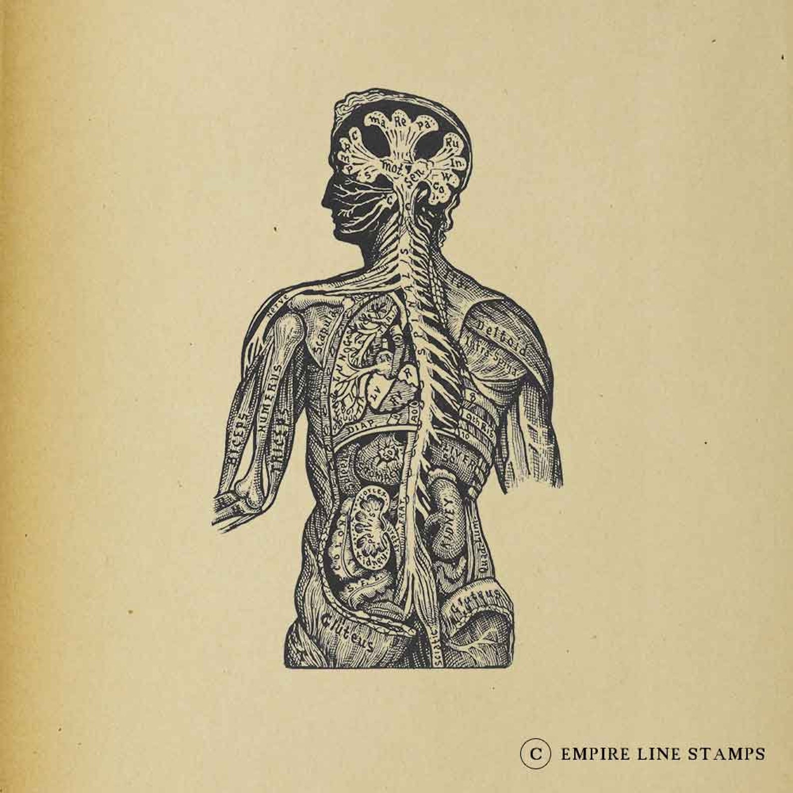 nervous system stamp nervous system stamp