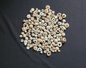 Mauritanie – Lot d’antiques Conus coquillages de différentes tailles pour ornement de cheveux