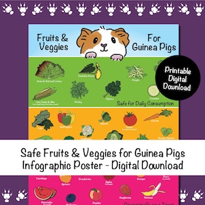 Sicheres Obst & Gemüse für Meerschweinchen - Infografik Poster - digitaler Download
