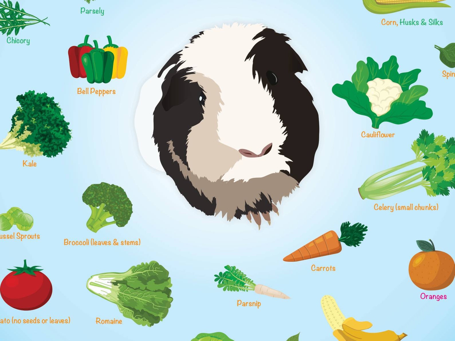 24x36 Fruits & Veggies for Guinea Pigs Infographic Poster Etsy UK
