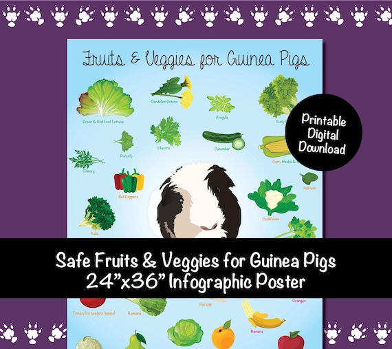 Poster Foods That Are Good For Guinea Pigs 24x36 Fruits Veggies