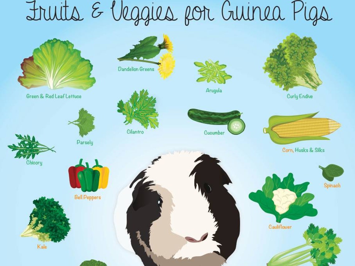 Low Sugar Vegetables For Guinea Pigs at Darryl Lovelace blog