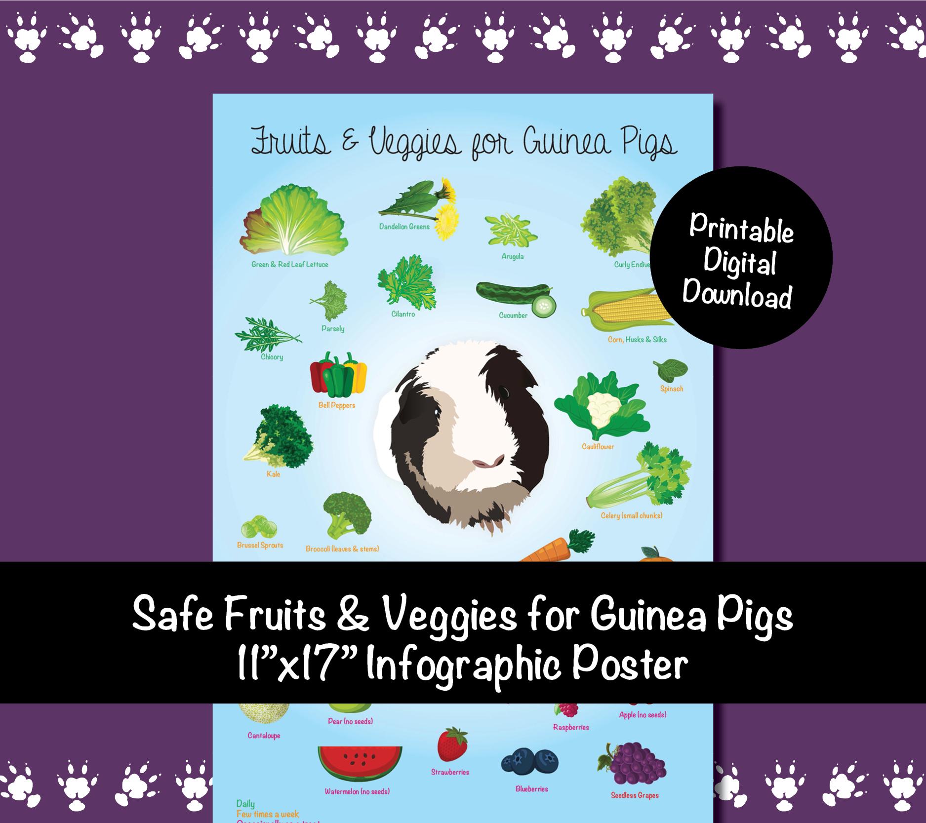 Pig Food List What Fresh Veg Can Guinea Pigs Eat Guinea Fantastic