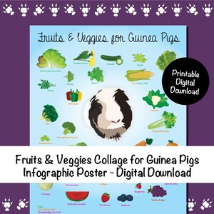 Obst & Gemüse Collage für Meerschweinchen Infografik Poster - Digitaler Download