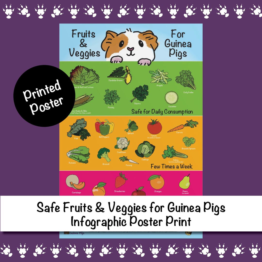 Safe Fruits & Veggies for Guinea Pigs Infographic Poster Print - Etsy