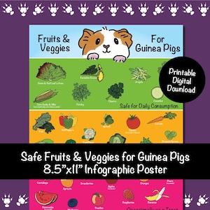 Guinea Pig Fruit Etsy UK